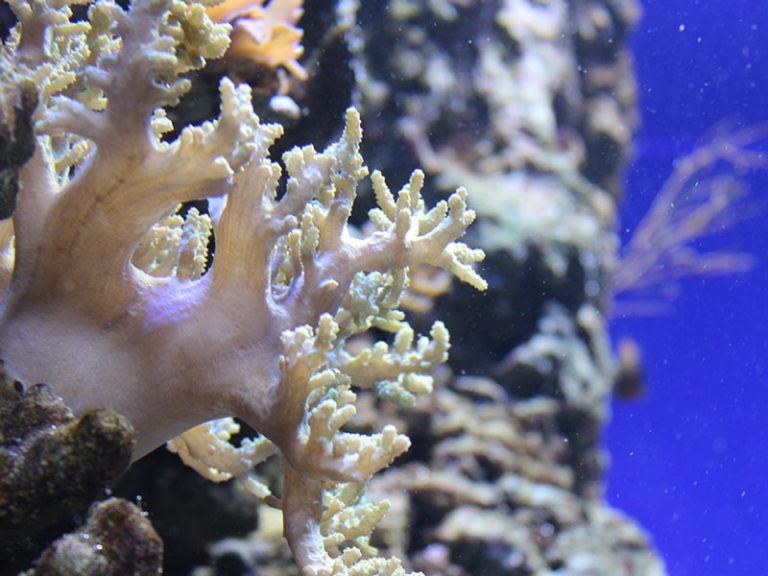 Der blaue Nordeuropas größtes Aquarium in Kopenhagen