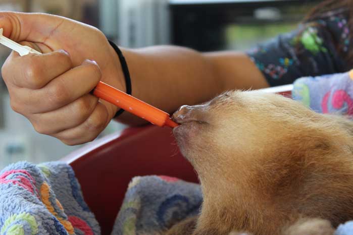 Toucan Rescue Ranch Babyfaultiere In Costa Rica